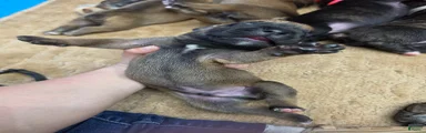 Cane Corso Puppy 5