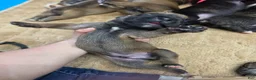 Cane Corso dogs for sale: Cane Corso Puppy 5 - Ad 1