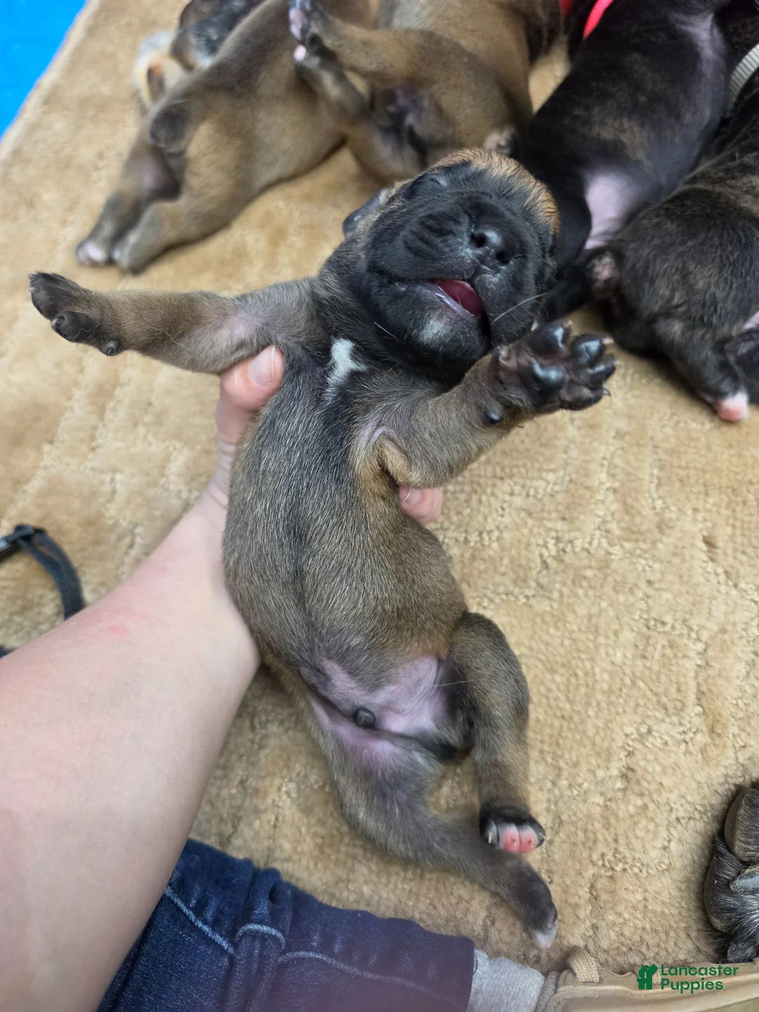 Cane Corso dogs for sale: Cane Corso Puppy 5 - Ad 1
