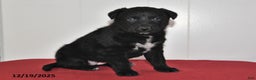 Mixed Breed dogs for sale: Nellie - Ad 1