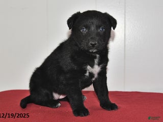 Mixed Breed dogs Nellie - Ad 25