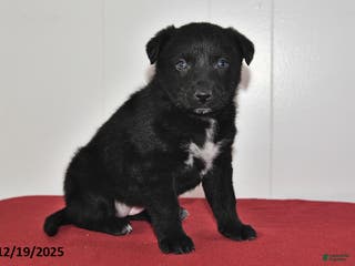 Mixed Breed dogs Nellie - Ad 40