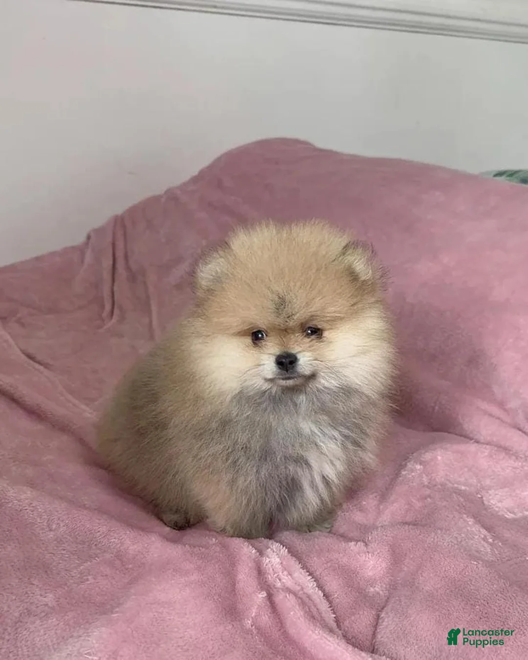 Pomeranian dogs for sale: Cindy - Ad 1