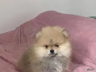 Pomeranian dogs Cindy - Ad 6
