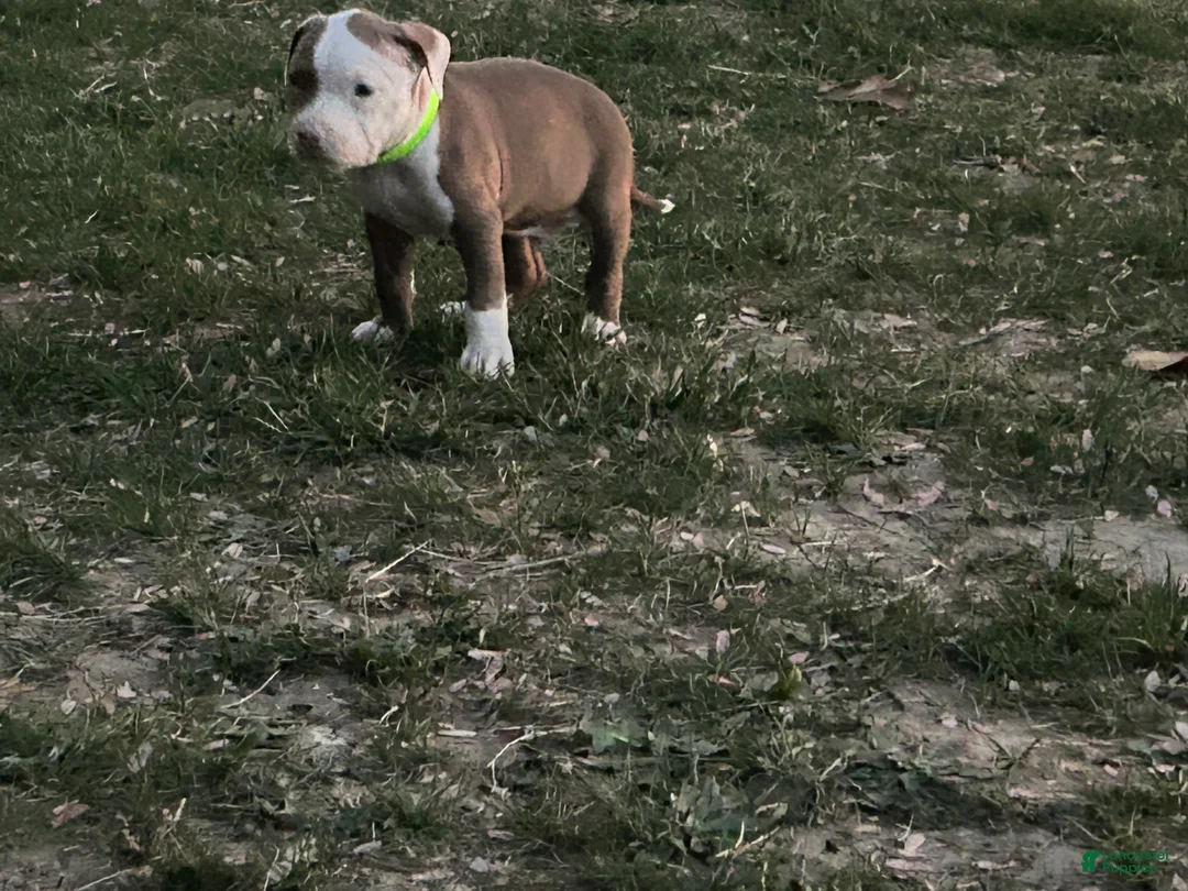 American Bully dogs for sale: American Bully Puppy 3 - Ad 2