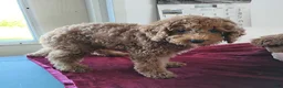 Cavapoo dogs for sale: Kola Bear - Ad 3
