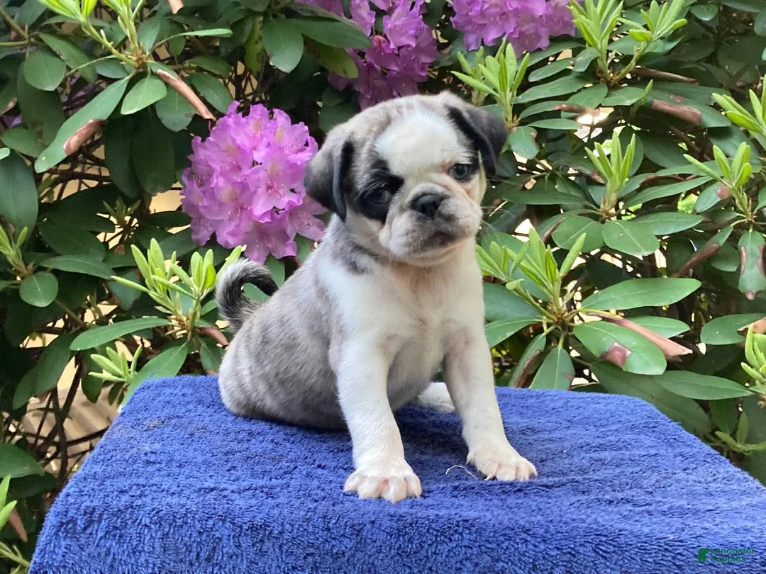 Pug dogs for sale: Marmalade  - Ad 1