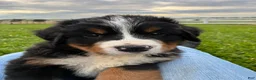 Bernese Mountain Dog dogs for sale: Jerry - Ad 2