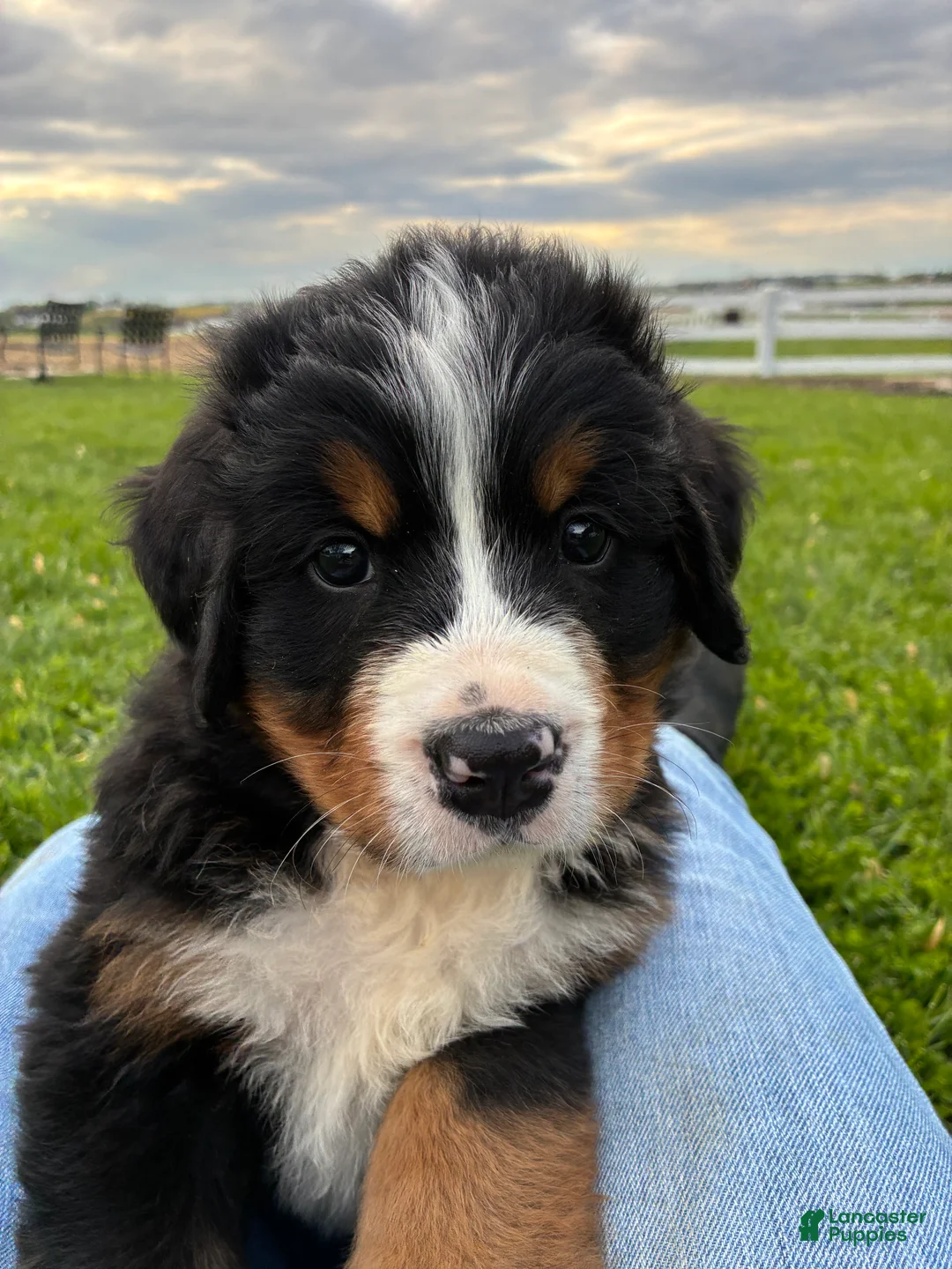 Bernese Mountain Dog dogs for sale: Jerry - Ad 2