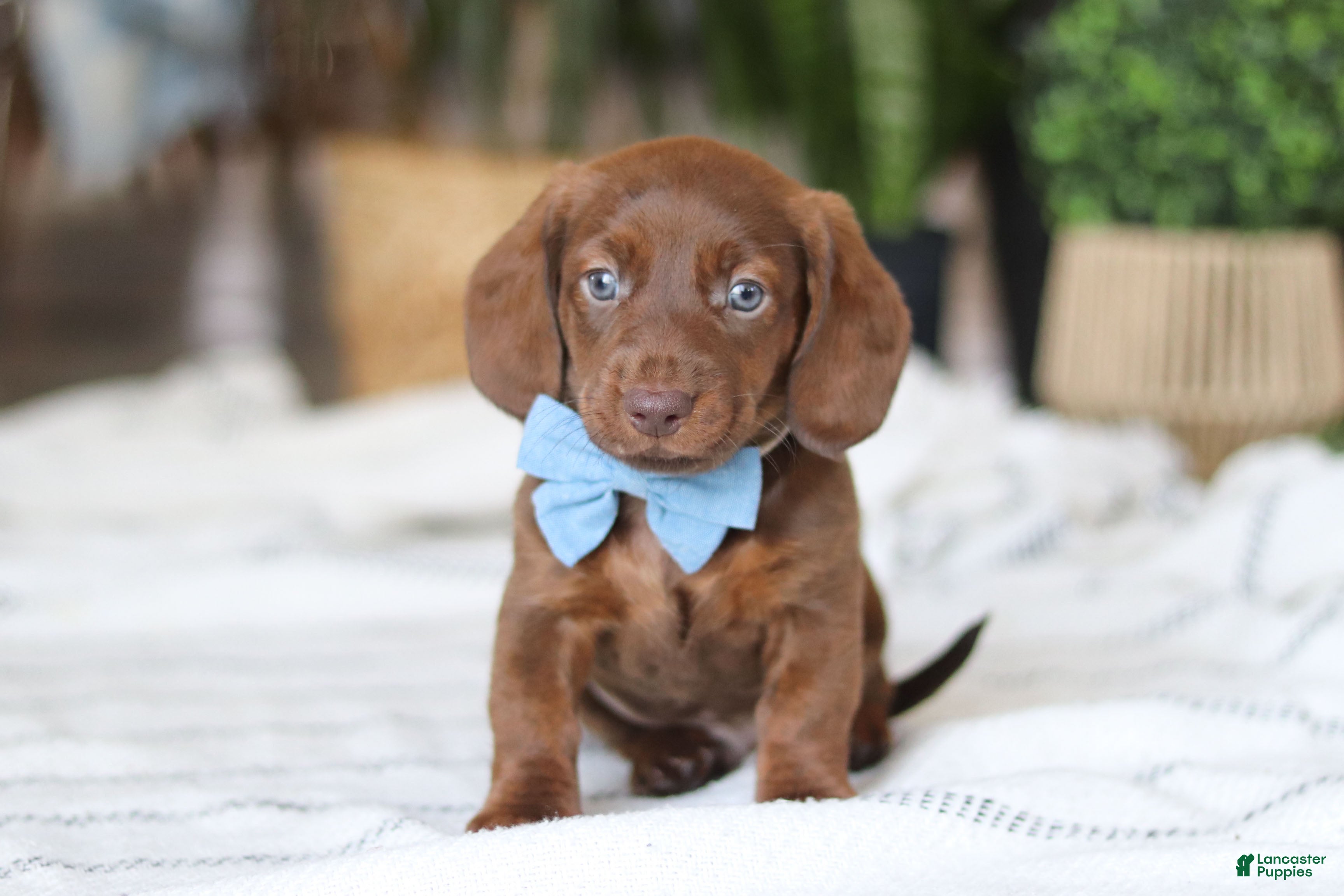 Miniature Dachshund dogs Adouille - Ad 2