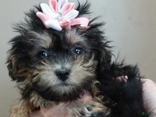 Maltipoo dogs 2 lb miracle - Ad 34