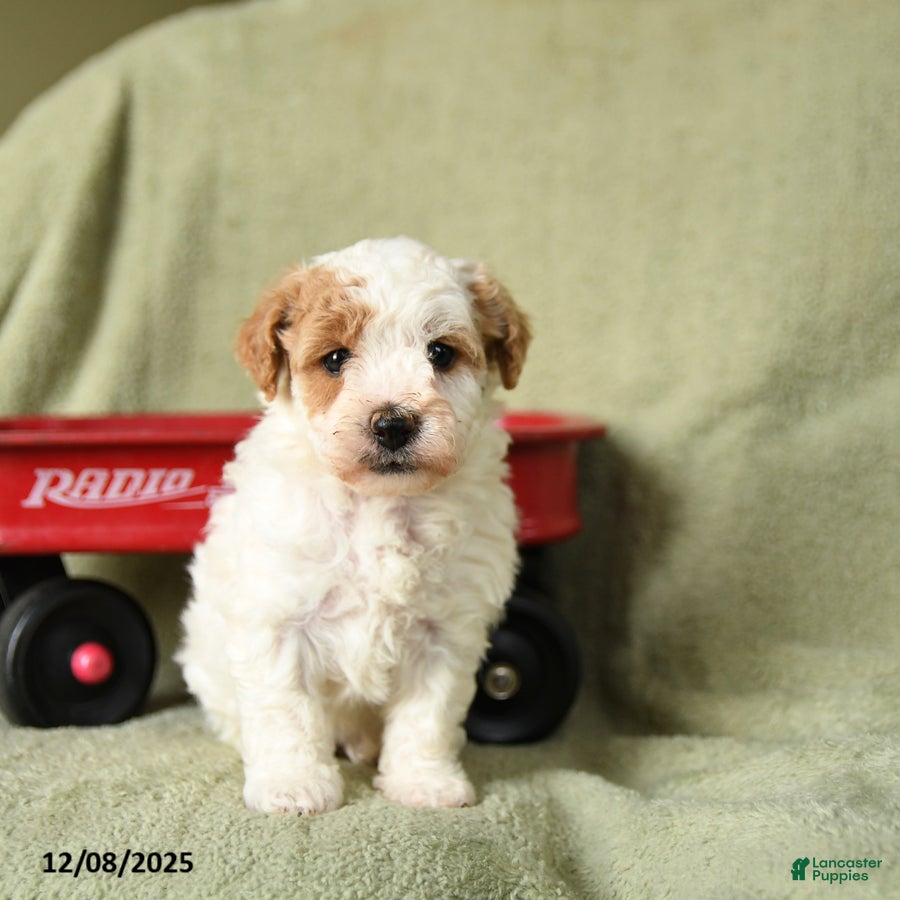 Havapoo dogs Laura - Ad 6