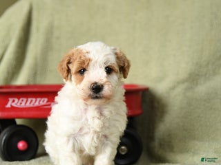 Havapoo dogs Laura - Ad 30