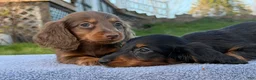 Miniature Dachshund dogs for sale: AKC female russian - Ad 6