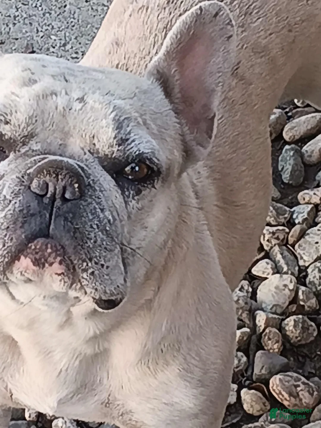 English Bulldog dogs for sale: English Bulldog Puppy 2 - Ad 3