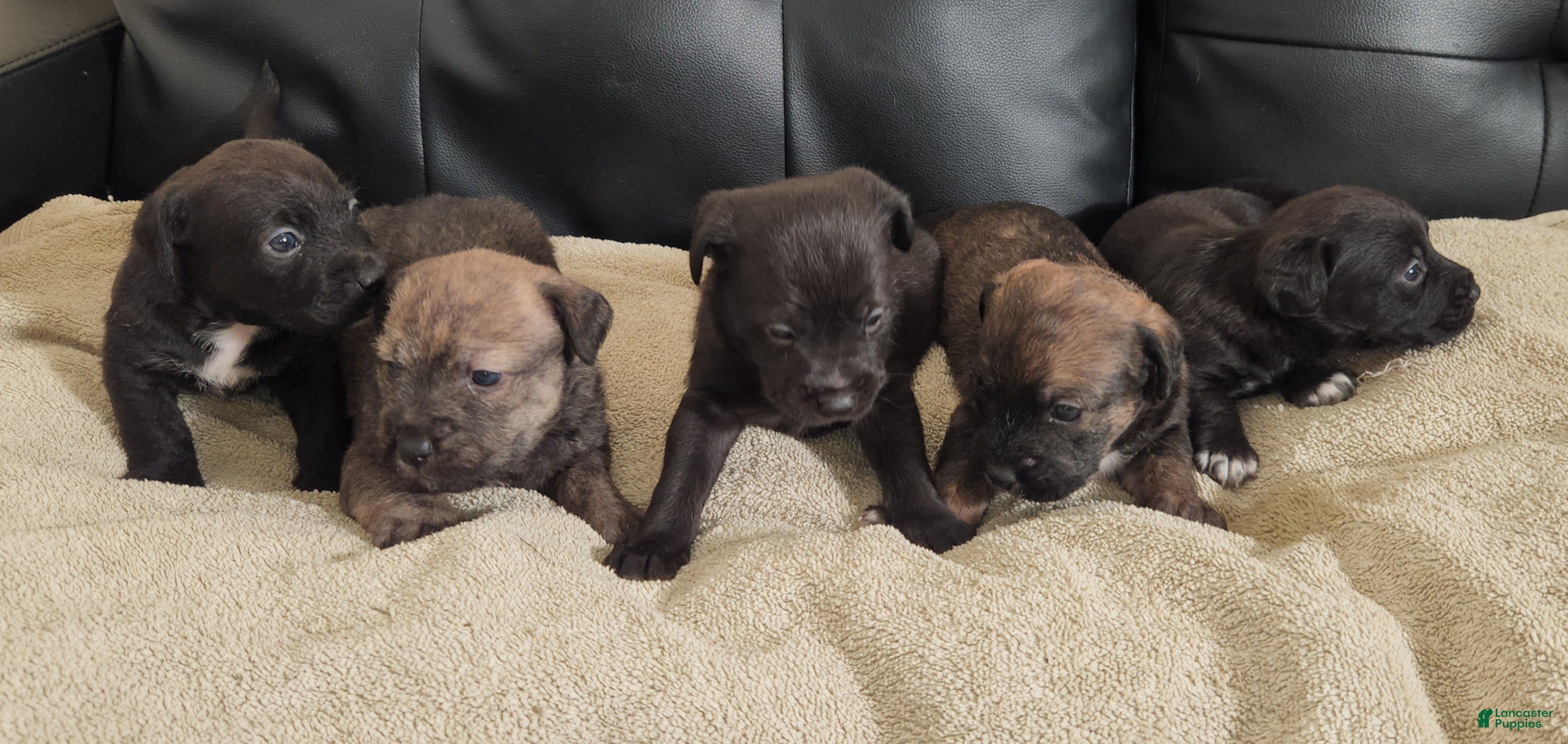 Mixed Breed dogs  SHE'S Grey's And Browns Brindle  - Ad 37
