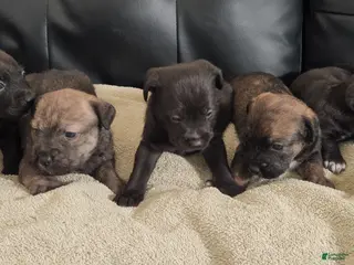 Mixed Breed dogs SHE'S Grey's And Browns Brindle - Ad 37