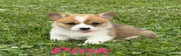 Welsh Corgi Pembroke dogs for sale: Ninny  - Ad 4