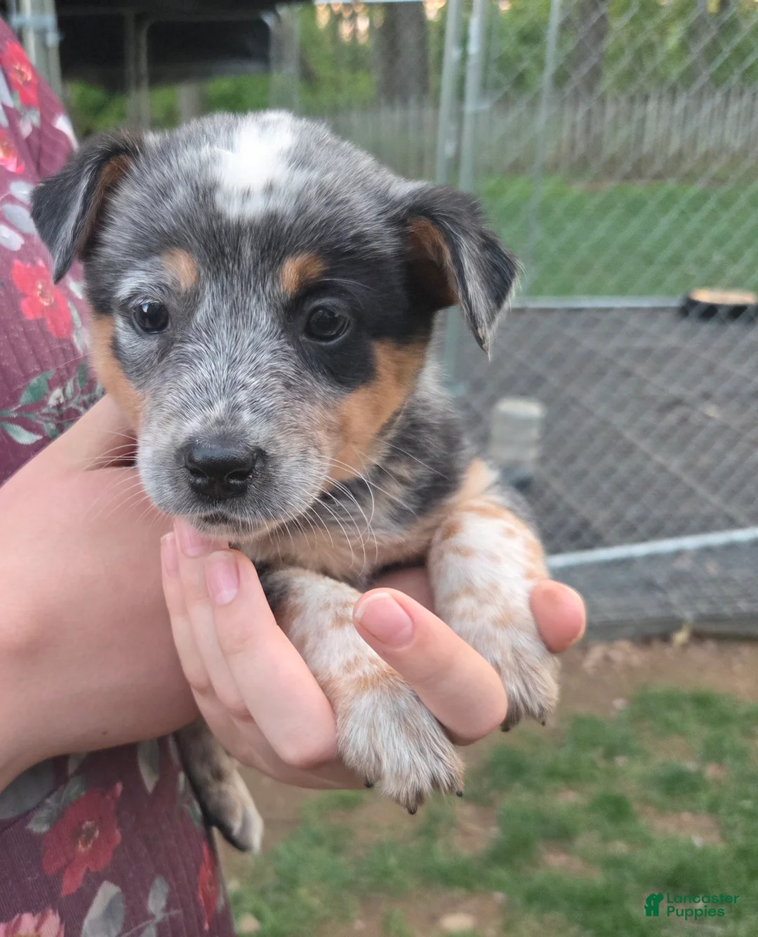 Australian Cattle Dog dogs for sale: Jasmine - Ad 1