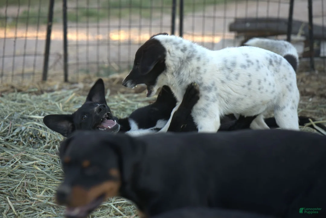 Mixed Breed dogs for sale: Squeeky Tiscar Farm Dog - Ad 8