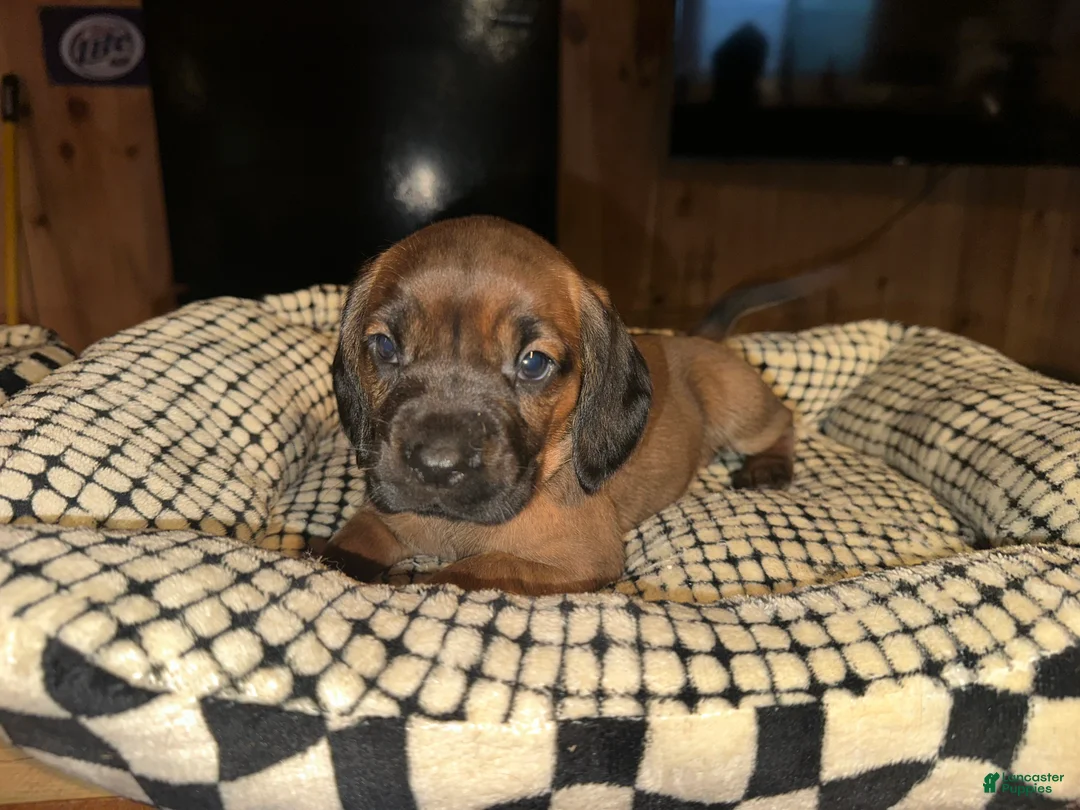 Mixed Breed dogs for sale: Purple - Ad 1