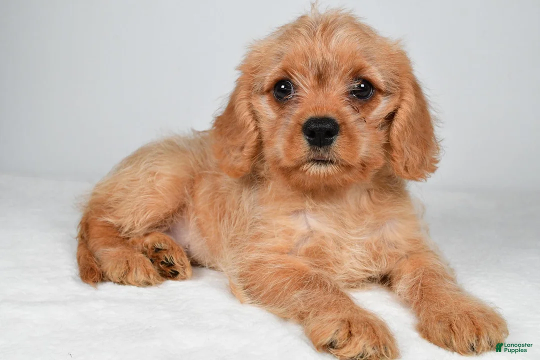 Mixed Breed dogs for sale: Brittany - Ad 2