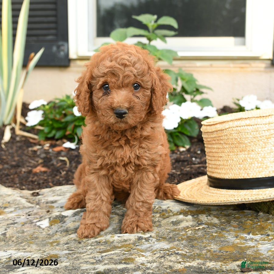 Mini Goldendoodle dogs Leo - Ad 1