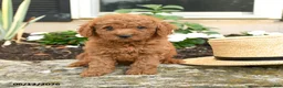 Mini Goldendoodle dogs for sale: Leo - Ad 1