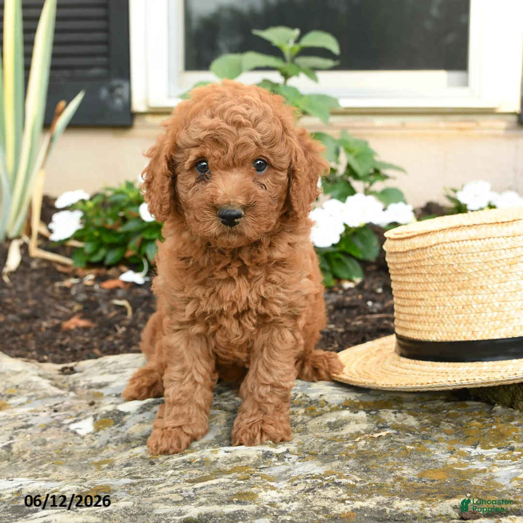 Mini Goldendoodle dogs for sale: Leo - Ad 1