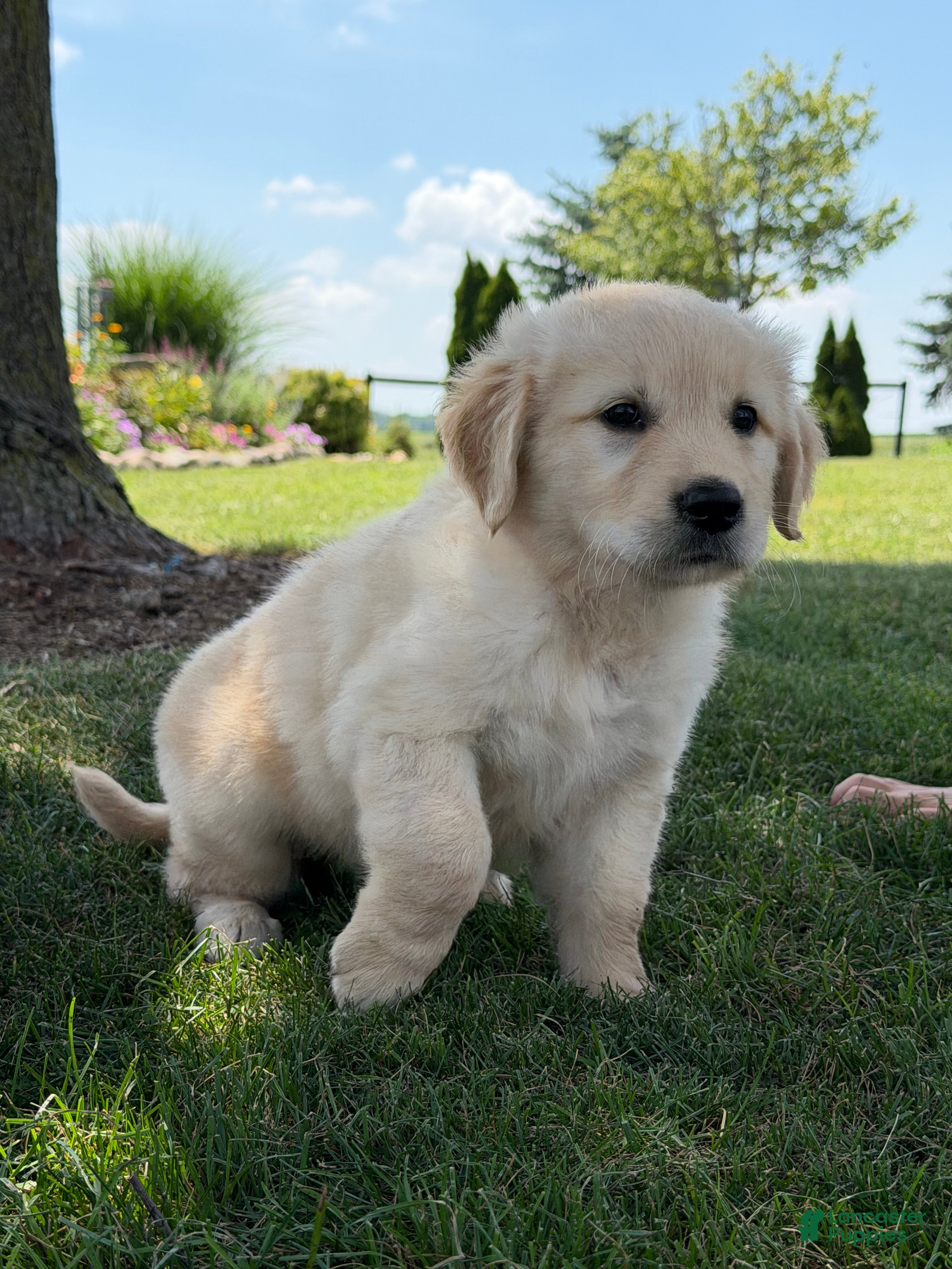 Golden Retriever dogs Peanut - Ad 2