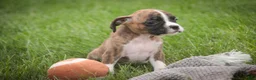 Boxer dogs for sale: Rhett - Ad 3