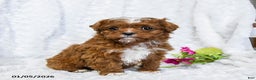Cavapoo dogs for sale: Sammi - Ad 3