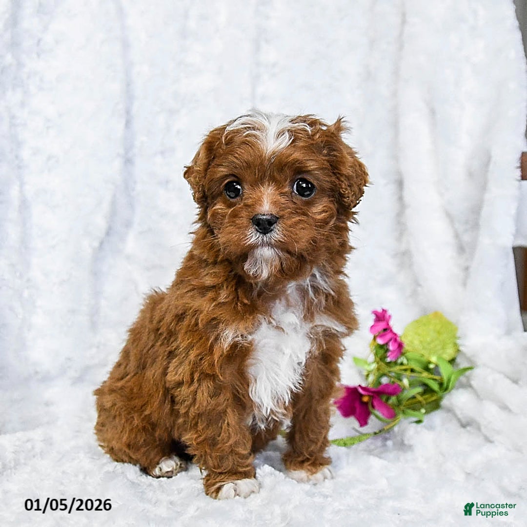 Cavapoo dogs for sale: Sammi - Ad 3