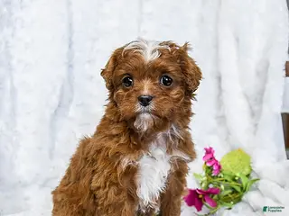 Cavapoo dogs Sammi - Ad 4
