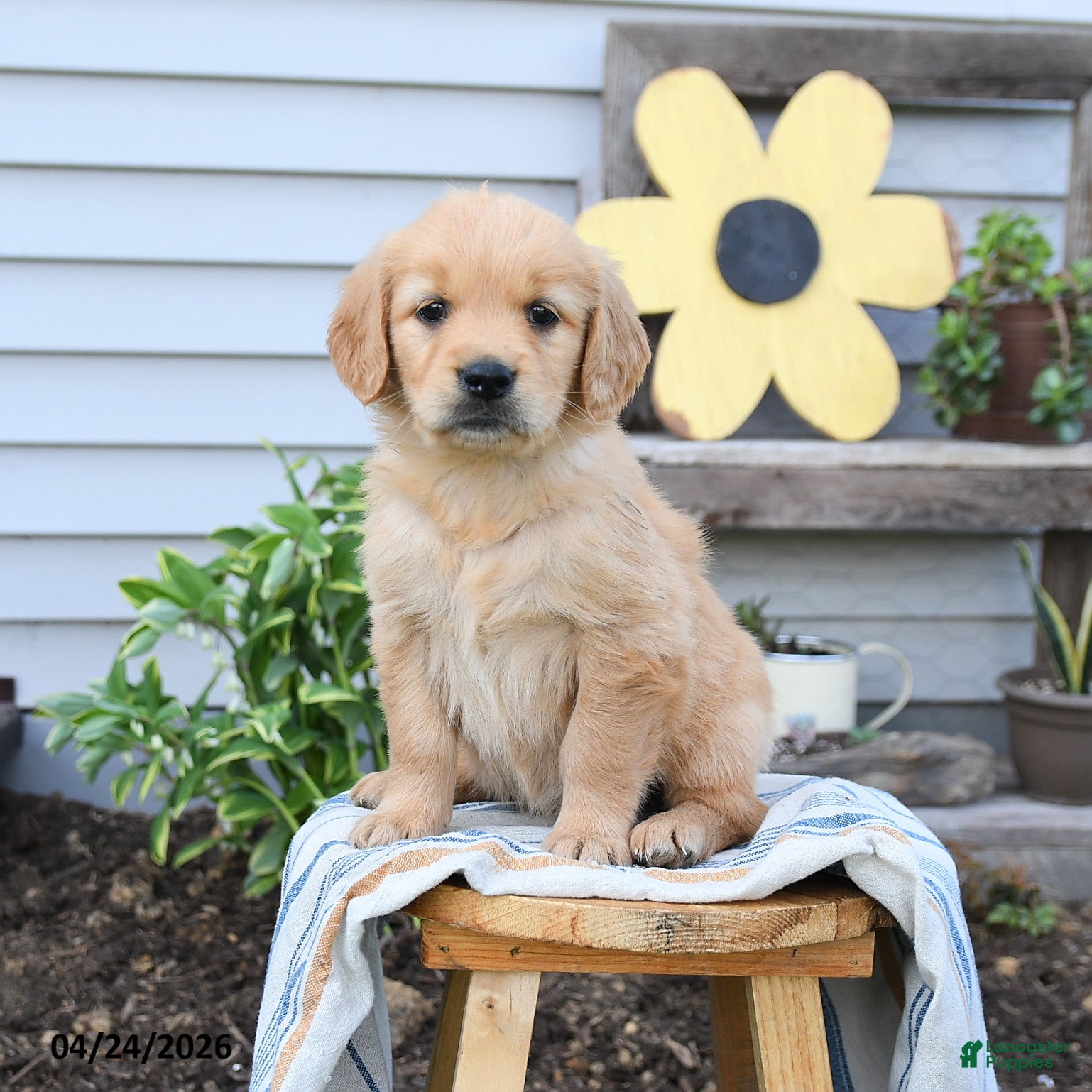 Golden Retriever dogs Sandy - Ad 1