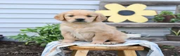 Golden Retriever dogs for sale: Sandy - Ad 3