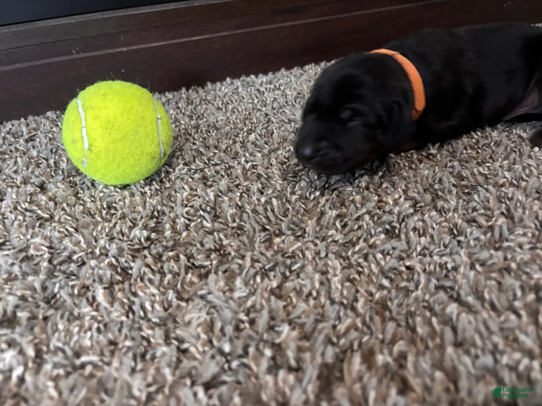 Mixed Breed dogs for sale: Slade - Ad 2