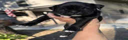 Boxer dogs for sale: Rosa AKC Seal Brindle Boxer - Ad 16