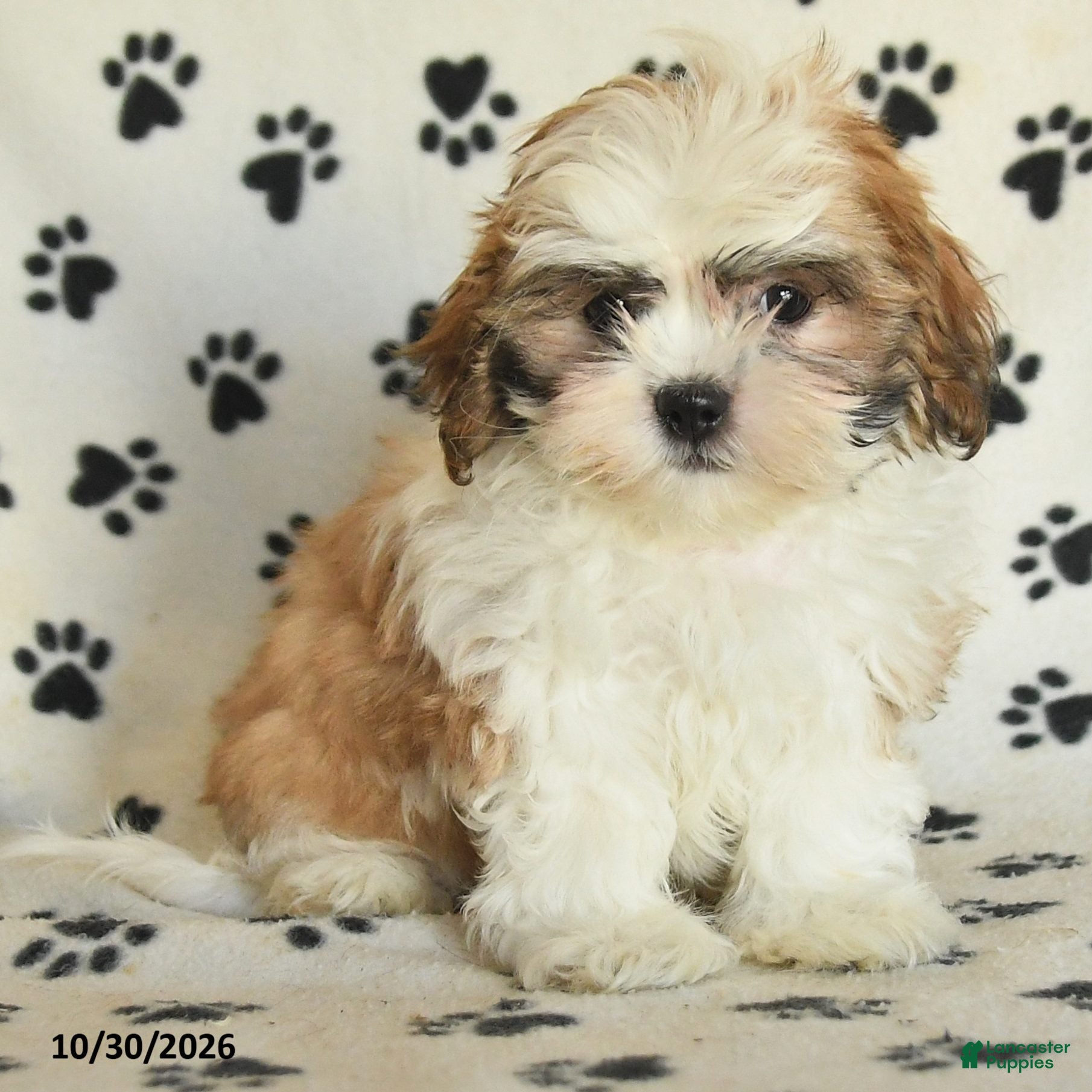 Shih Tzu dogs for sale: Flash - Ad 1