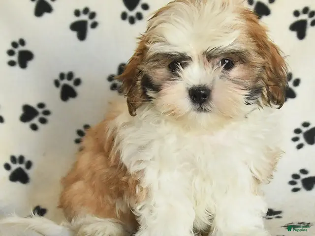 Shih Tzu dogs for sale: Flash - Ad 1