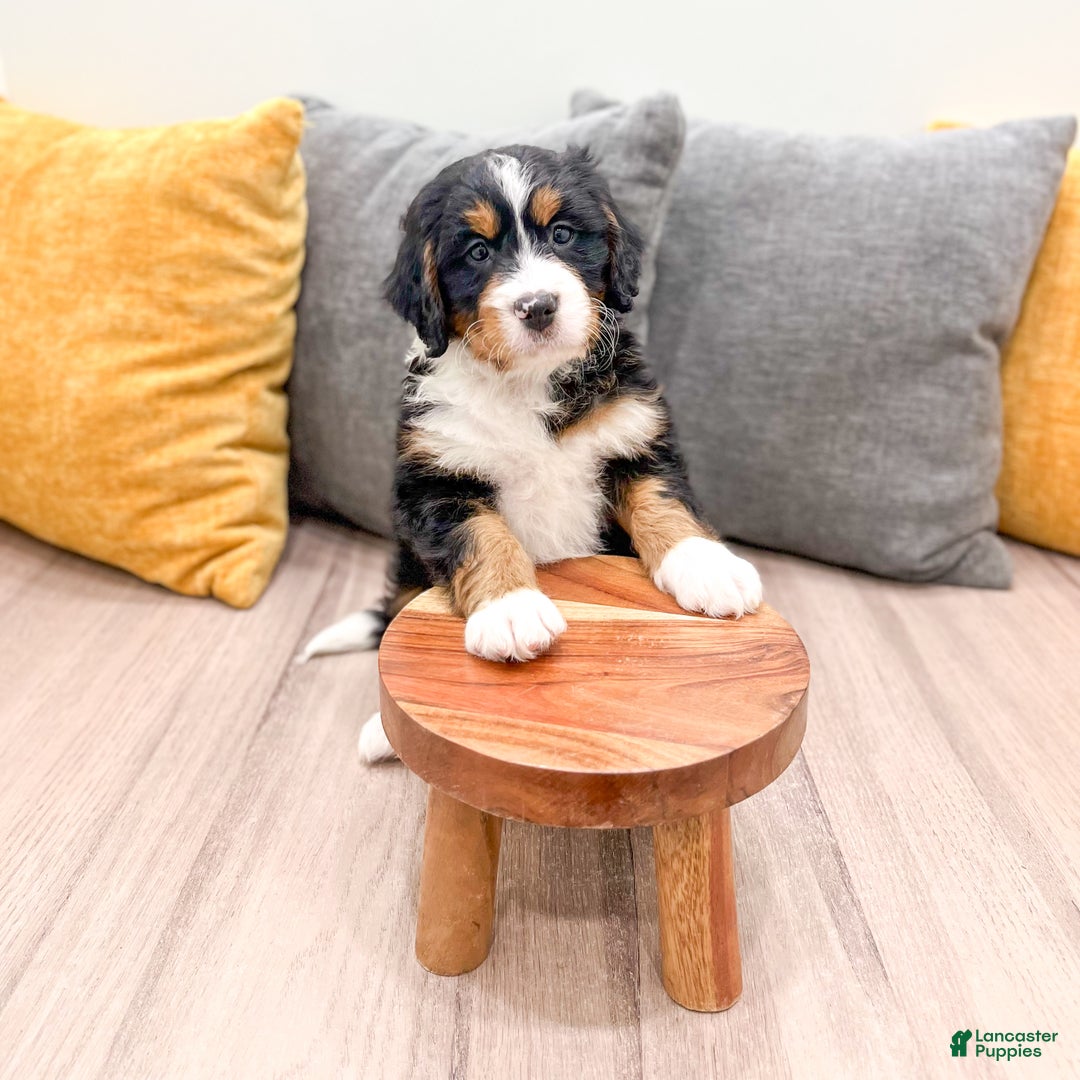 Mini Bernedoodle dogs for sale: Rose - Ad 9