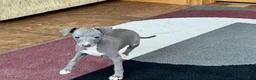 Italian Greyhound dogs for sale: Cj - Ad 8