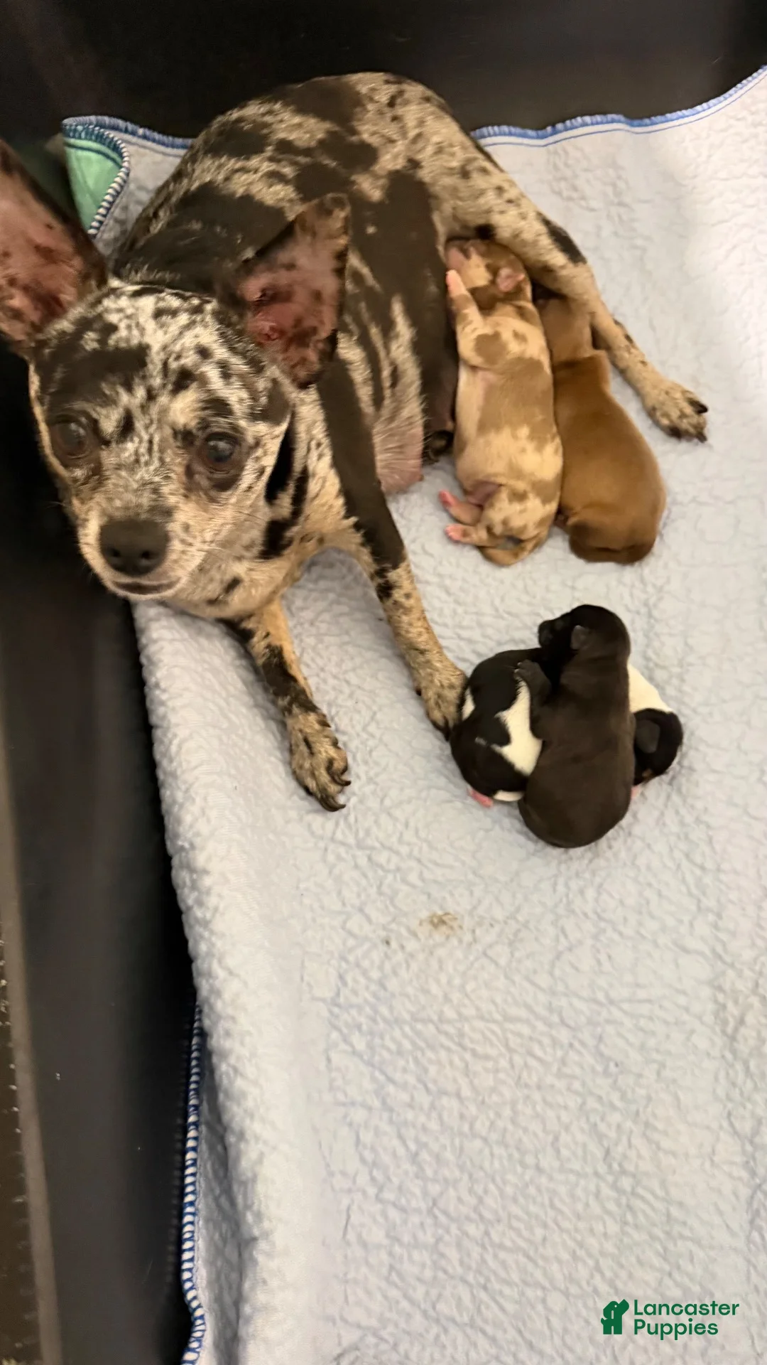 Chihuahua dogs for sale: Chihuahua 2 - Ad 11