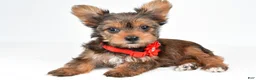 Yorkshire Terrier dogs for sale: Isabella - Ad 1