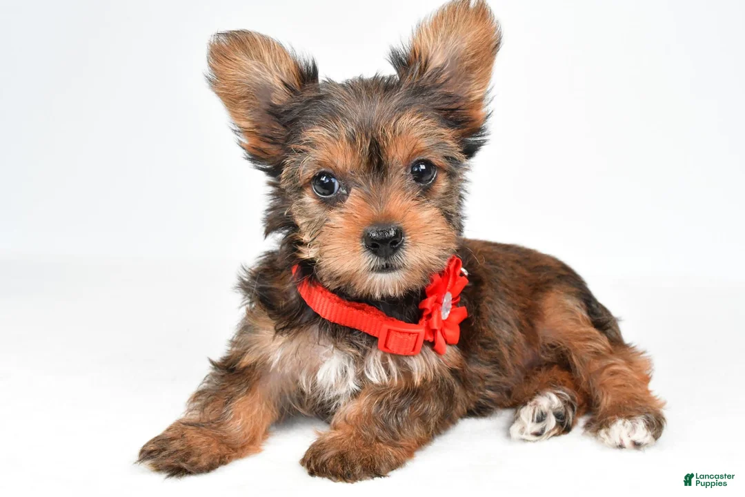 Yorkshire Terrier dogs for sale: Isabella - Ad 1