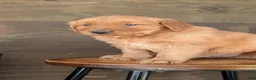 Golden Retriever dogs for sale: Spencer - Ad 8