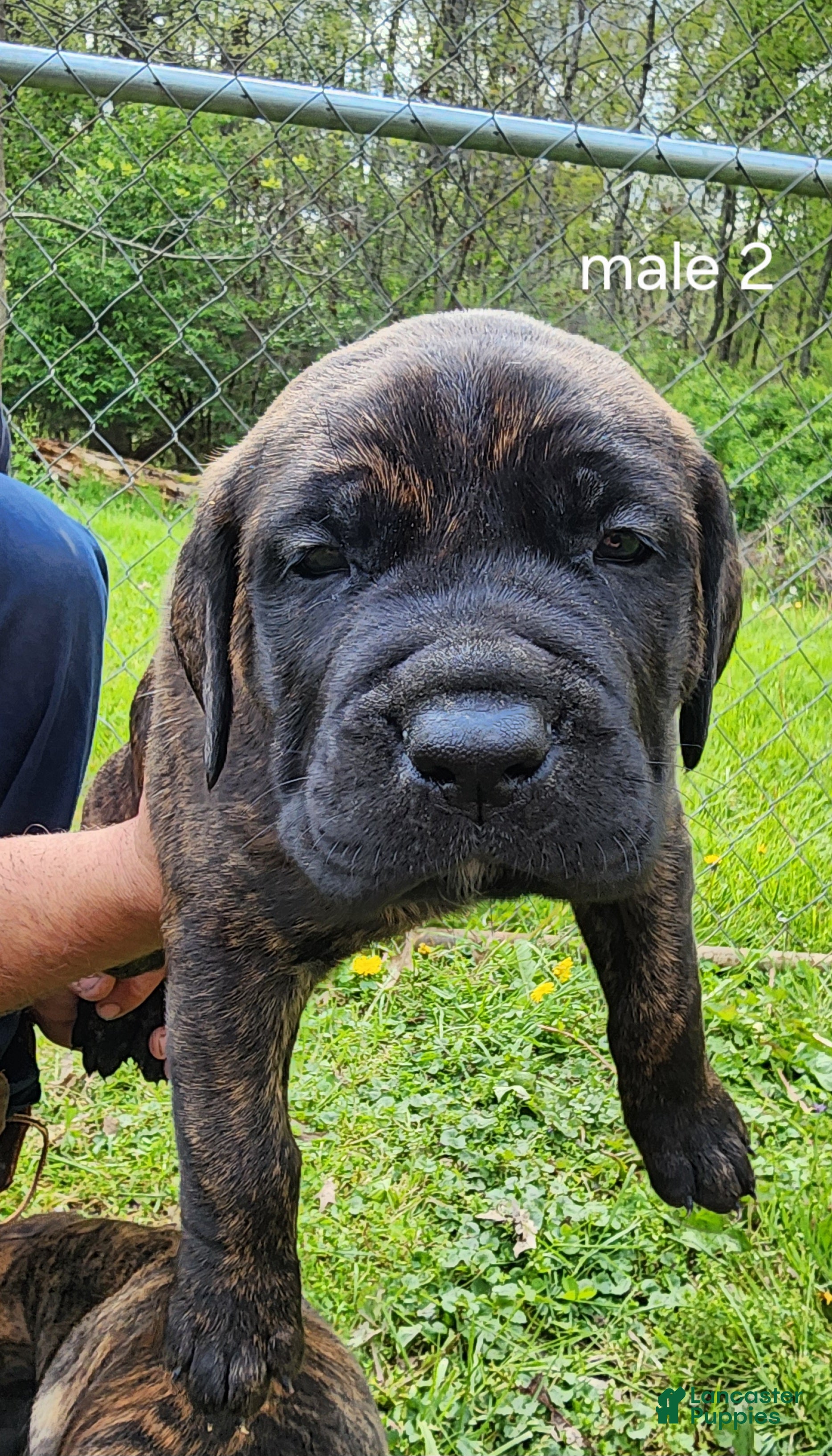 Mixed Breed dogs for sale: Mixed Breed Puppy 2 - Ad 4