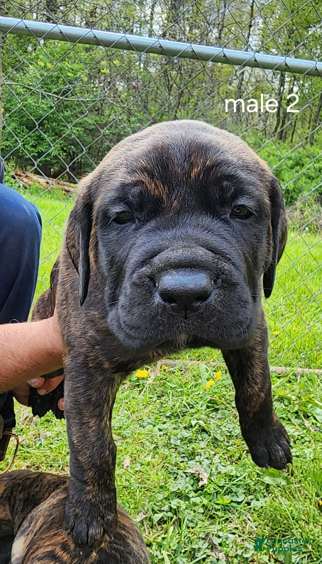 Mixed Breed dogs for sale: Mixed Breed Puppy 2 - Ad 1