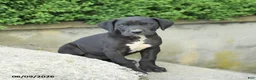 Great Dane dogs for sale: Gloria - Ad 3