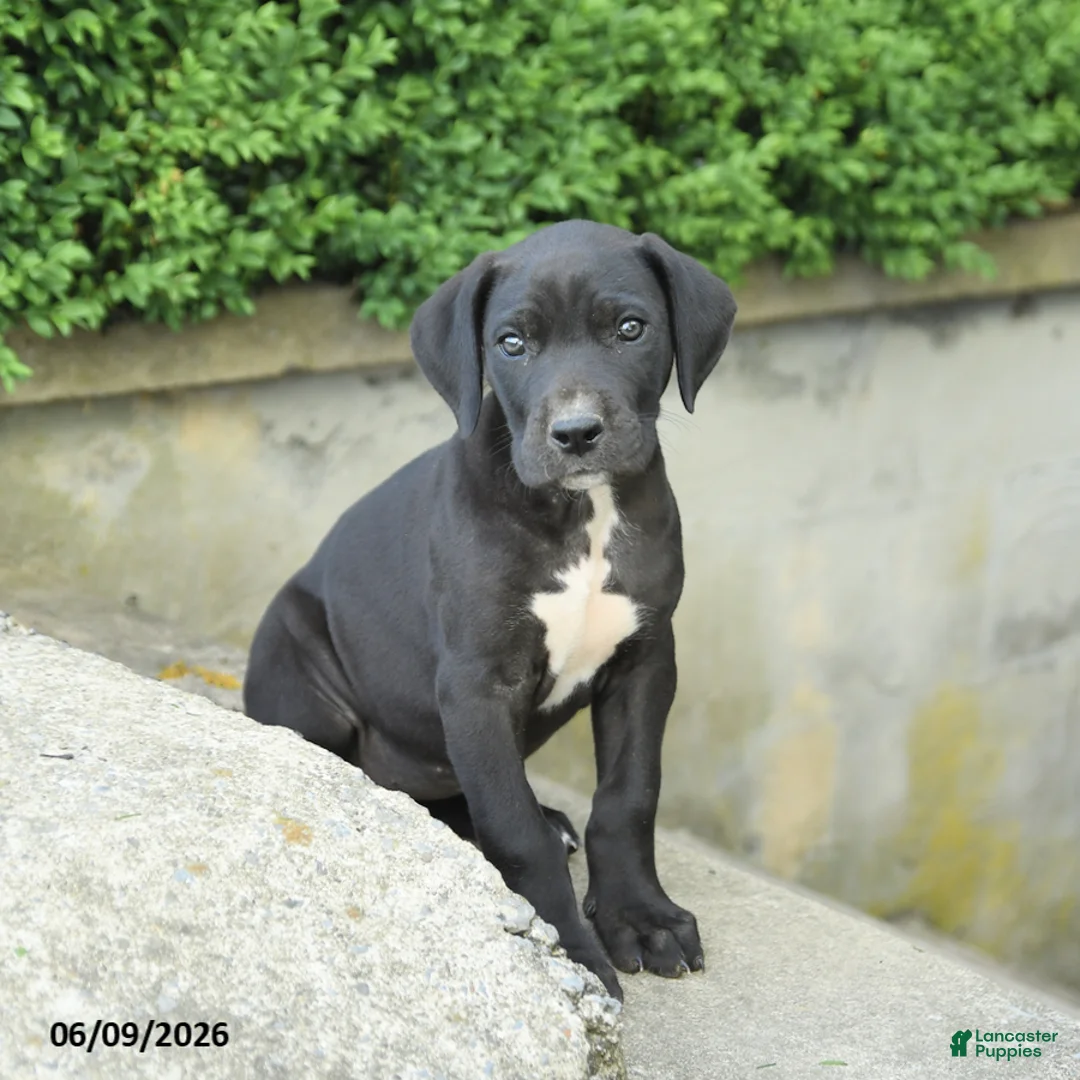 Great Dane dogs for sale: Gloria - Ad 3